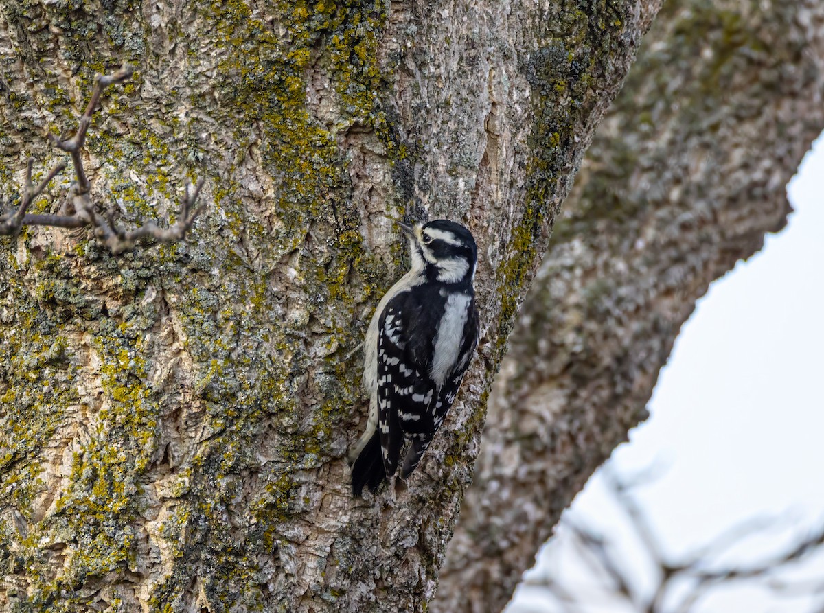 Downy Woodpecker - ML649076965