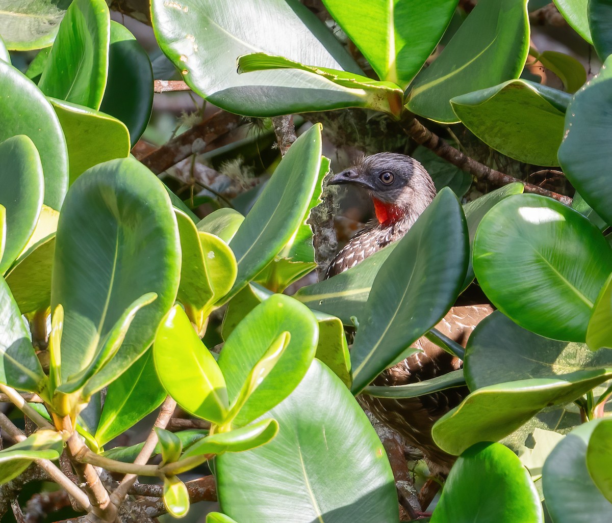 Band-tailed Guan - ML649077445