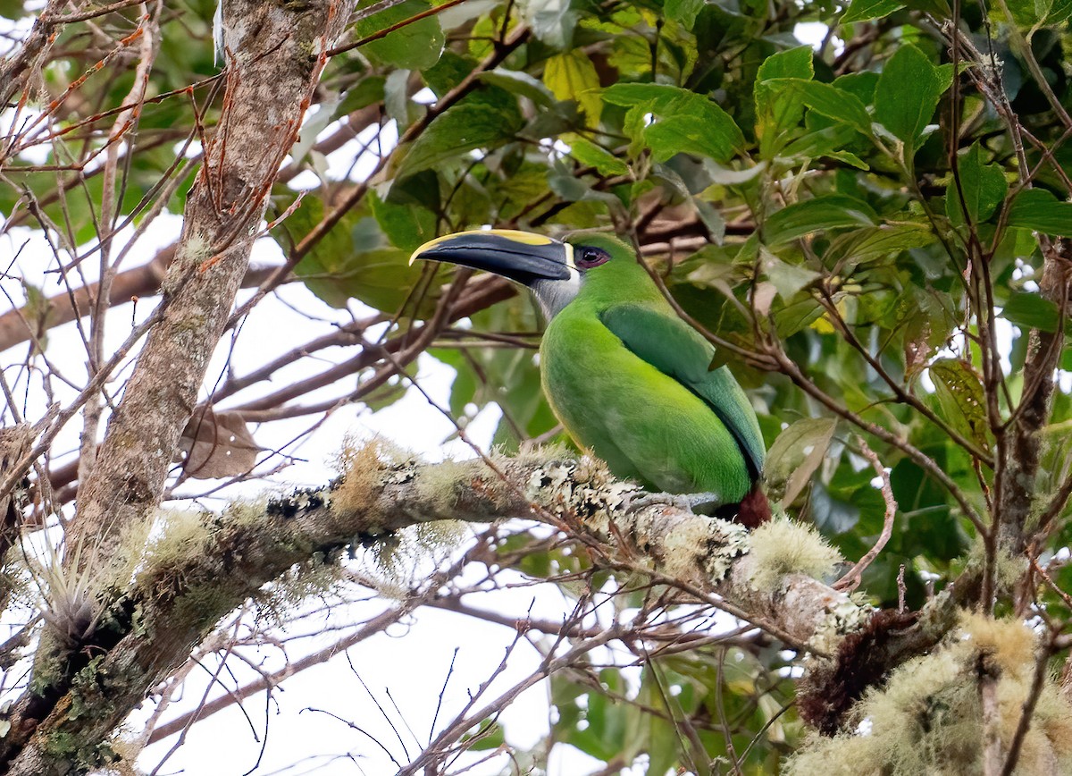 Southern Emerald-Toucanet (Santa Marta) - ML649077459