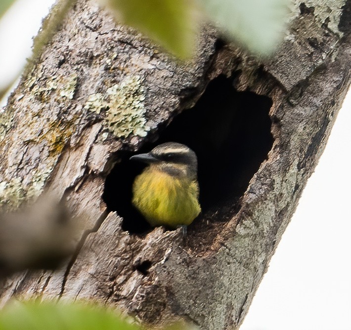 Golden-bellied Flycatcher - ML649077475