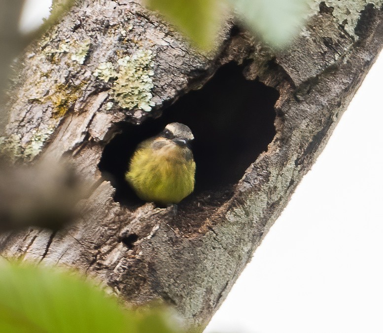 Golden-bellied Flycatcher - ML649077476