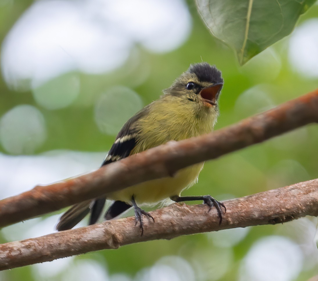 Black-capped Tyrannulet - ML649077486