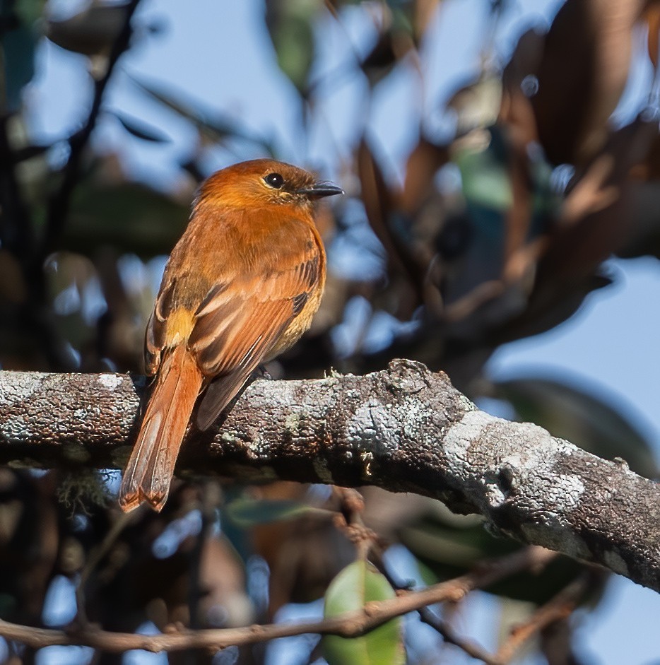 Cinnamon Flycatcher - ML649077494
