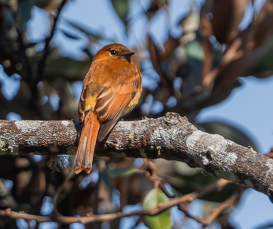 Cinnamon Flycatcher - ML649077496