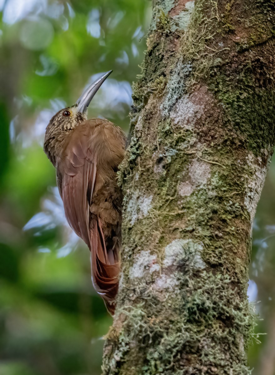 Strong-billed Woodcreeper - ML649077504