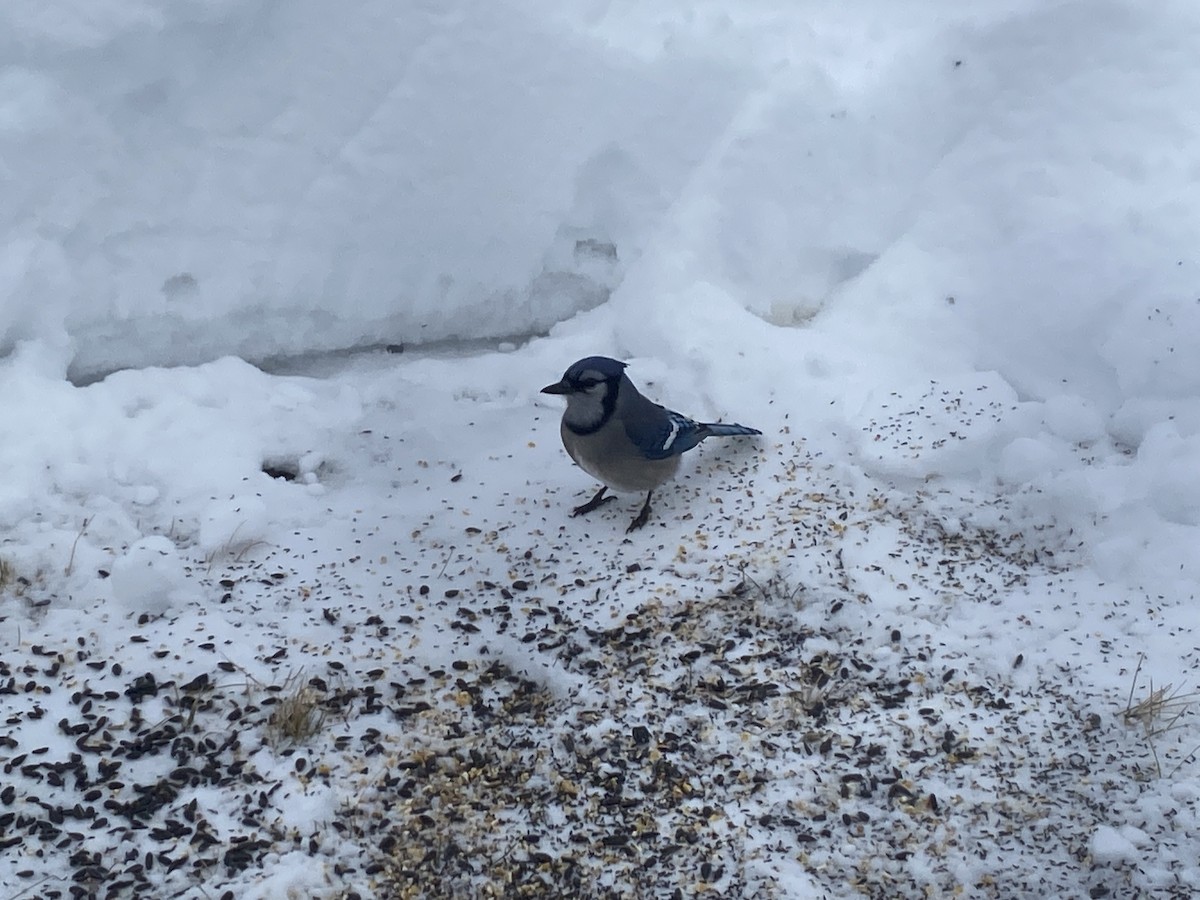 Blue Jay - ML649077506