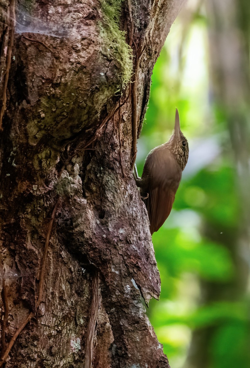 Montane Foliage-gleaner - ML649077508