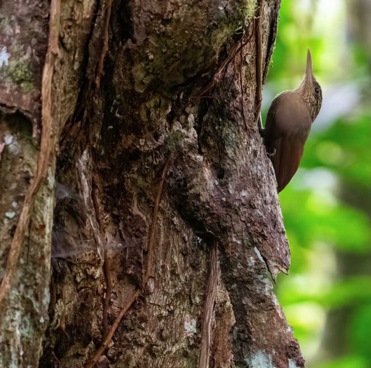 Montane Foliage-gleaner - ML649077509