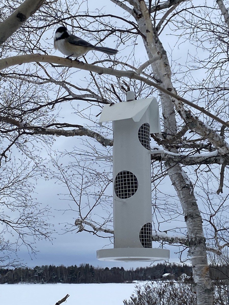 Black-capped Chickadee - ML649077516