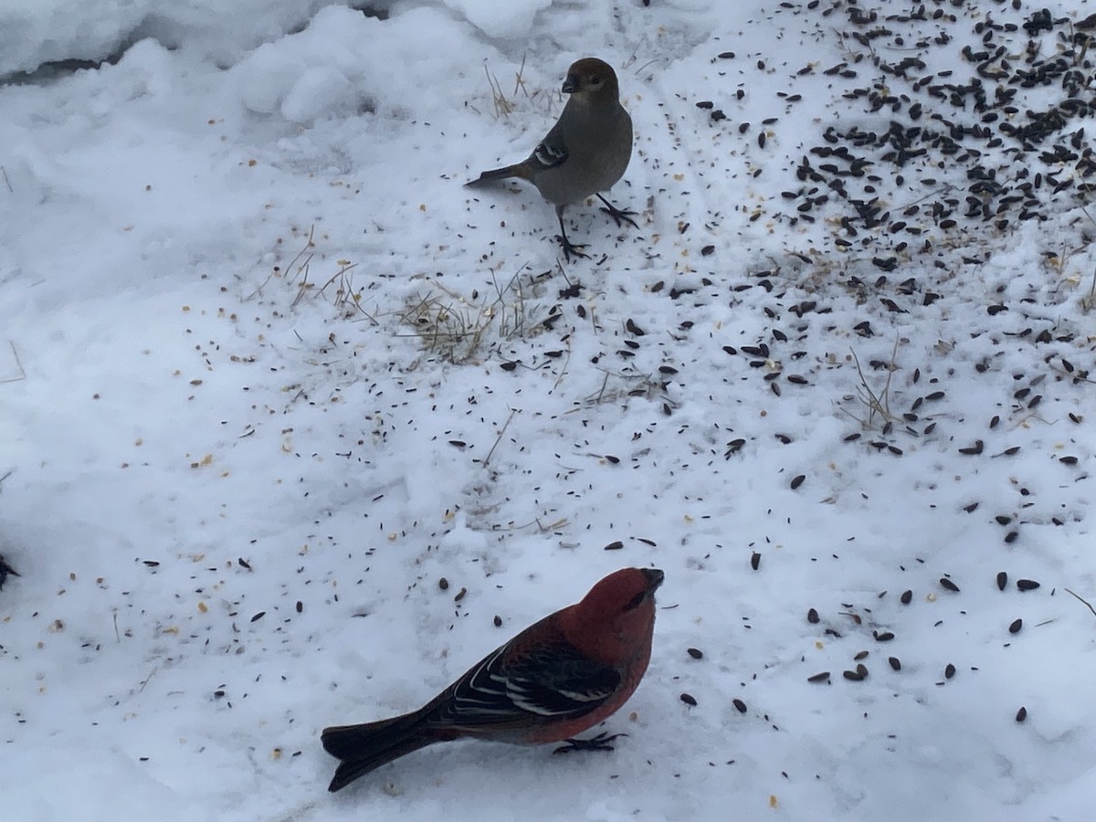 Pine Grosbeak - ML649077547