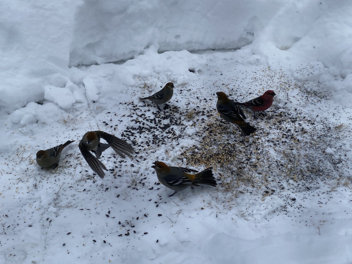 Pine Grosbeak - ML649077548