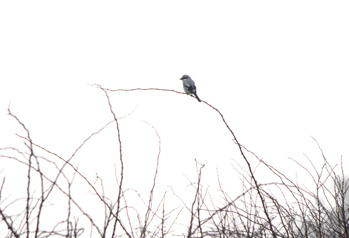 Averla maggiore - ML649077580