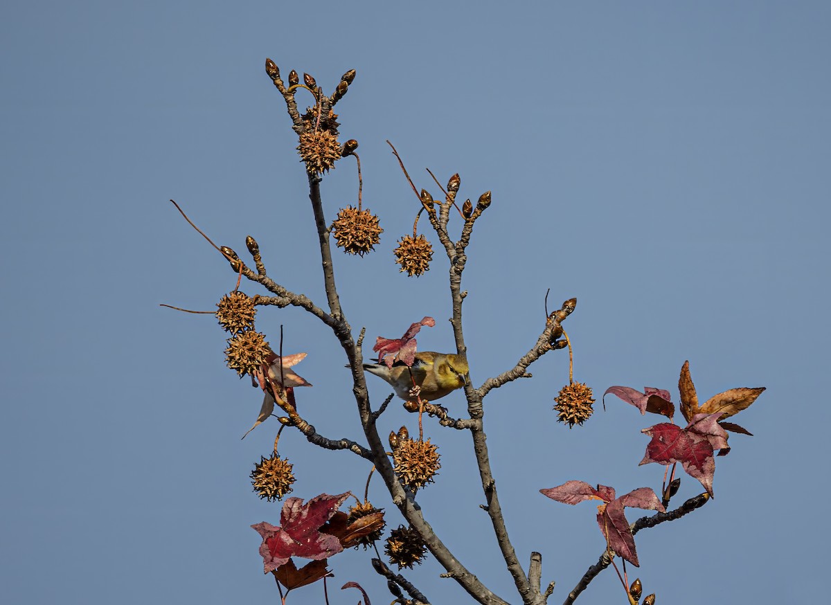 American Goldfinch - ML649077775