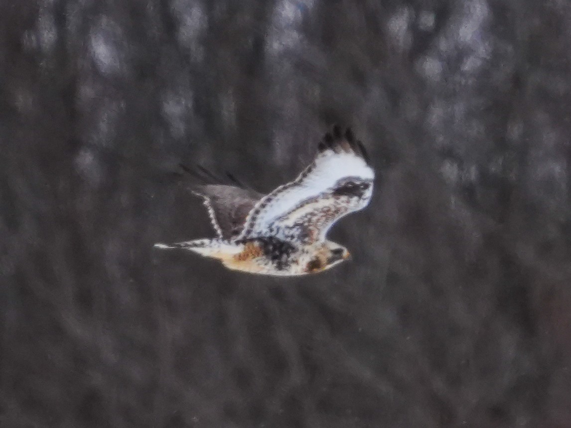 káně rousná - ML649077813