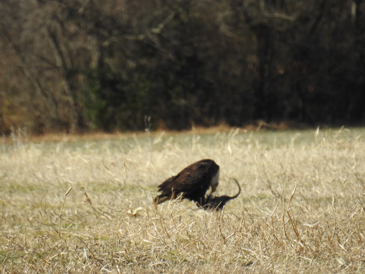 Bald Eagle - ML649077818