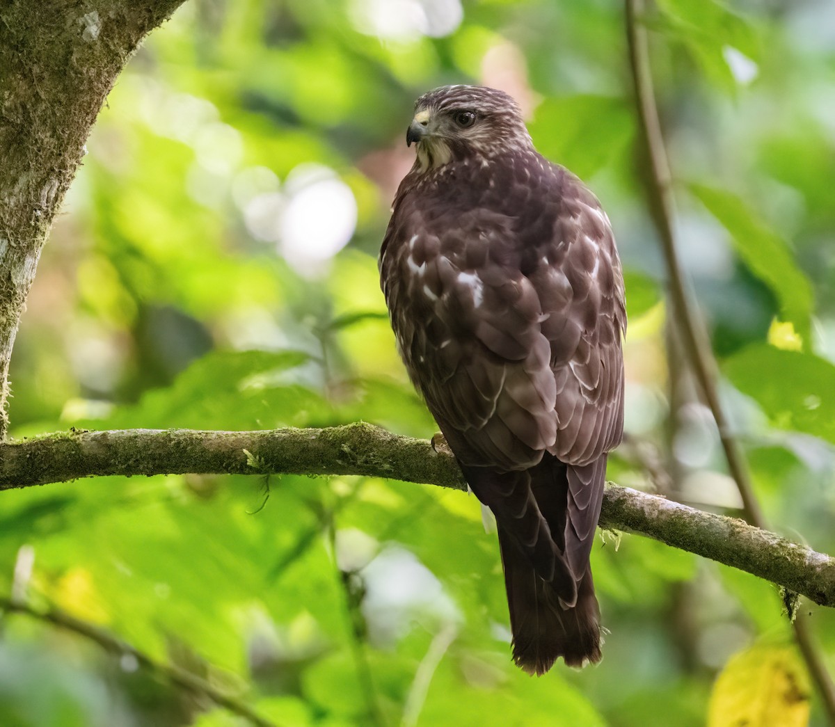 káně širokokřídlá - ML649078482