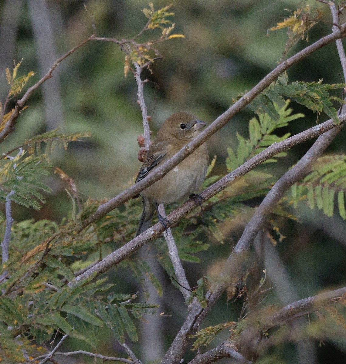 Blue Grosbeak - ML649078646