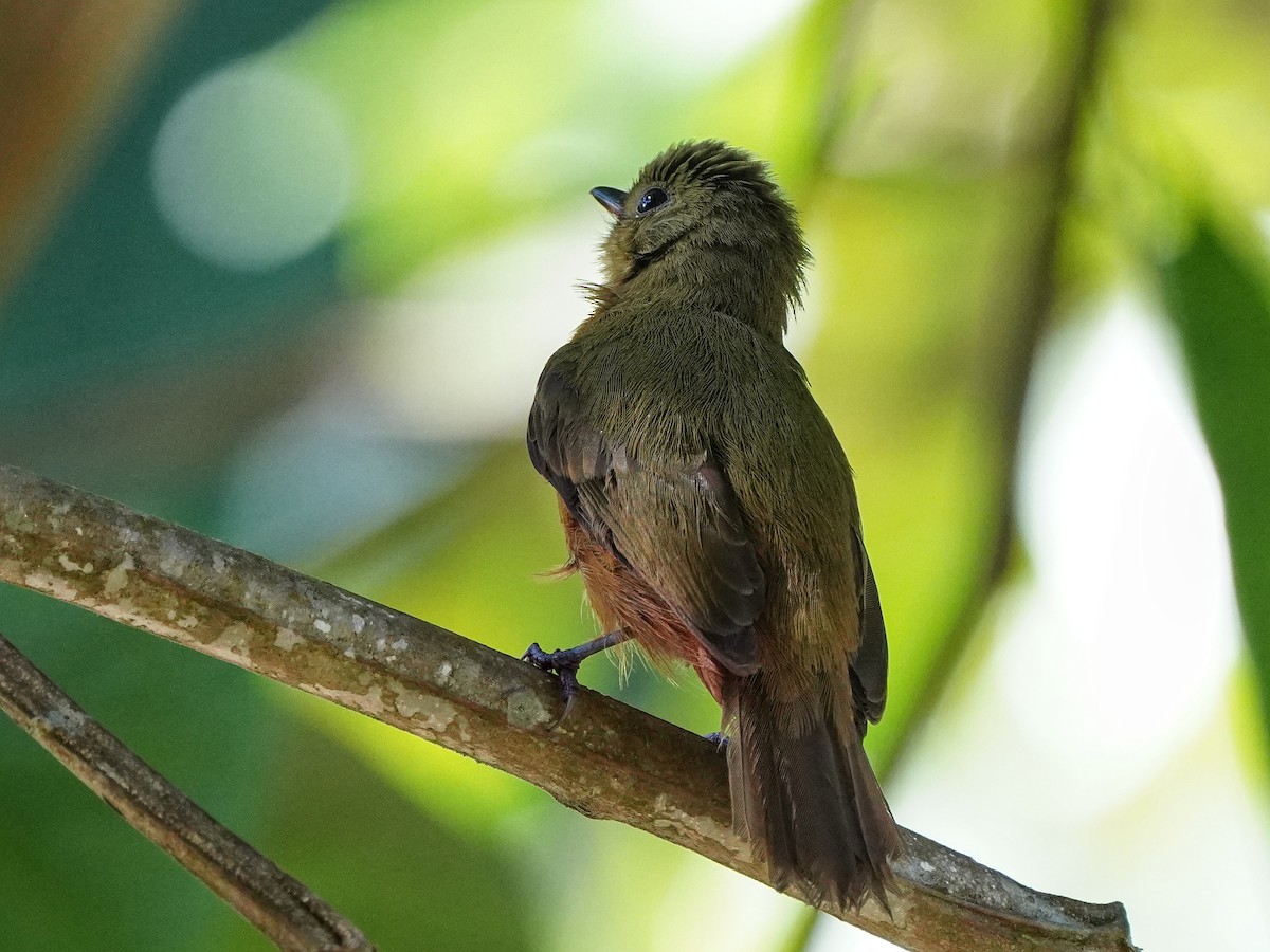 Schwarzschnabel-Pipratyrann - ML649078678