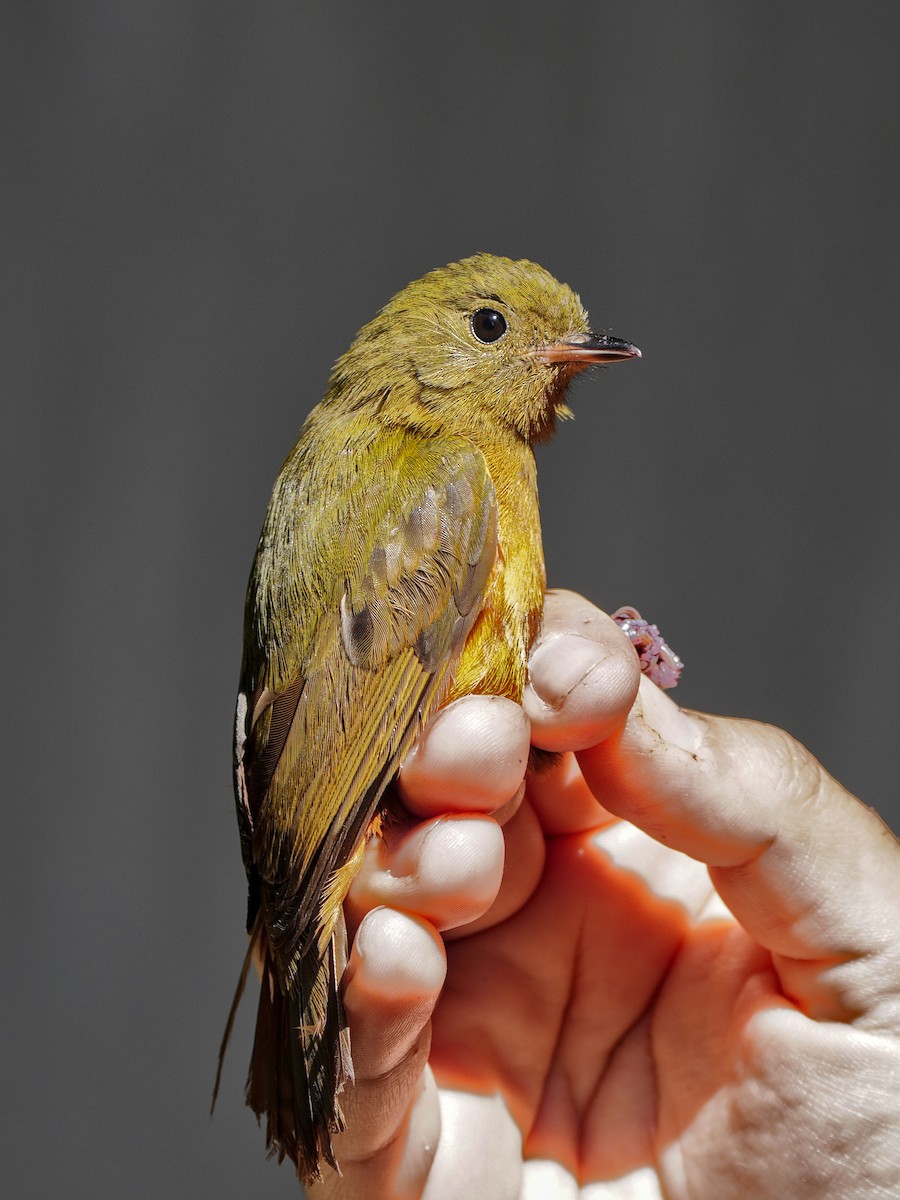 Schwarzschnabel-Pipratyrann - ML649078679