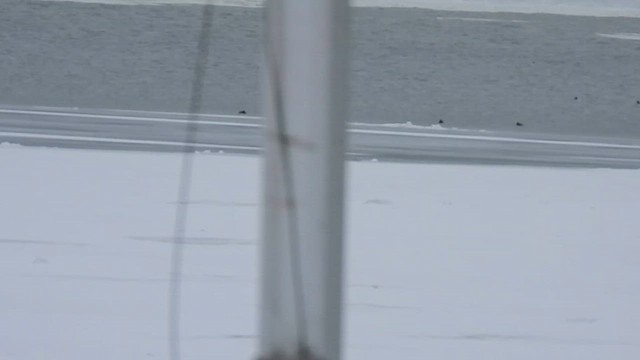 アメリカハイイロチュウヒ - ML649079254