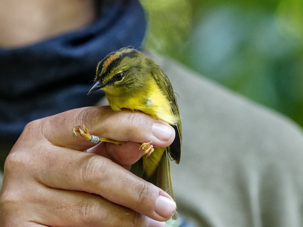 Reinita Ventridorada - ML649079339