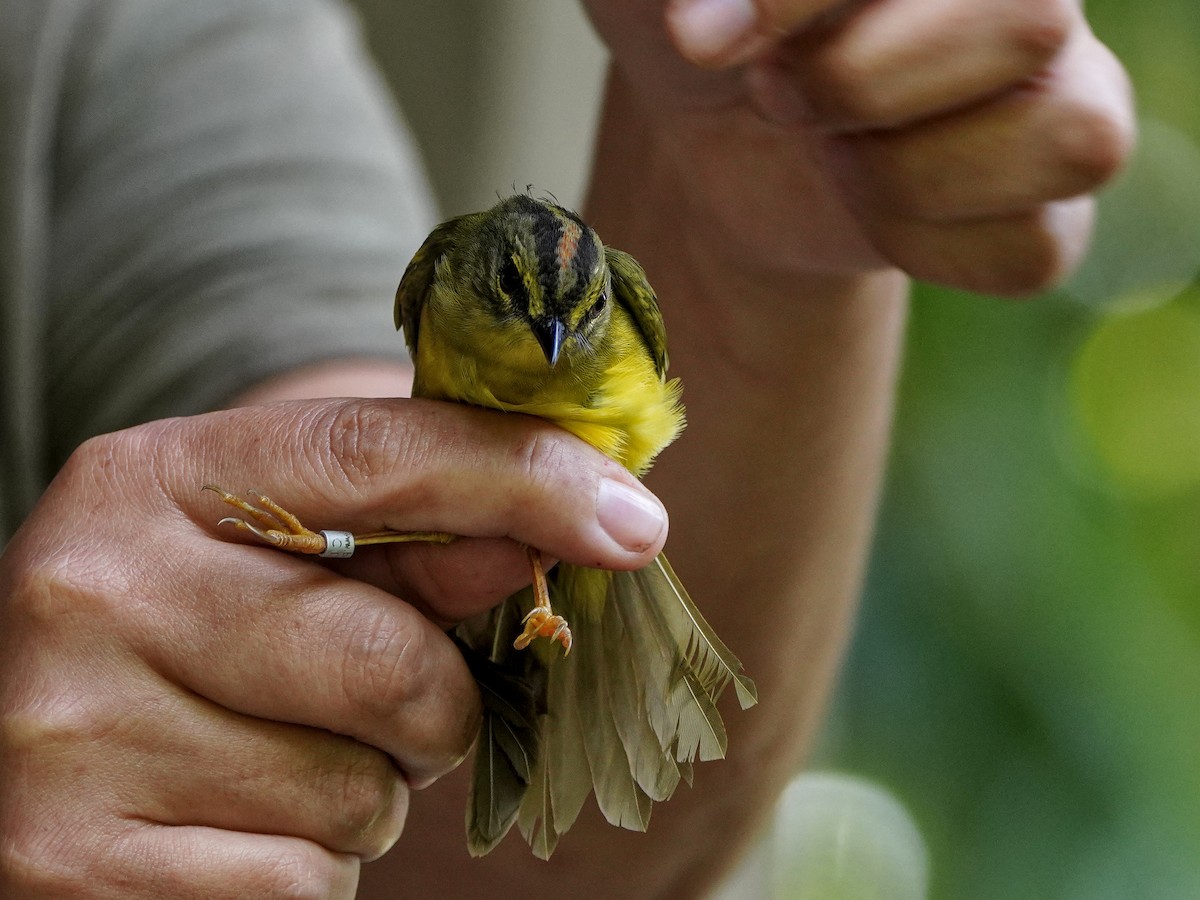 Reinita Ventridorada - ML649079340