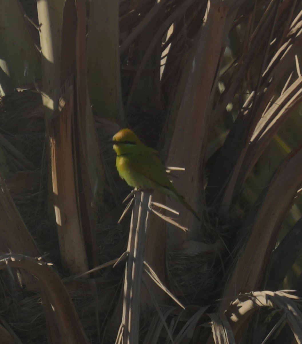 African Green Bee-eater - ML649079353