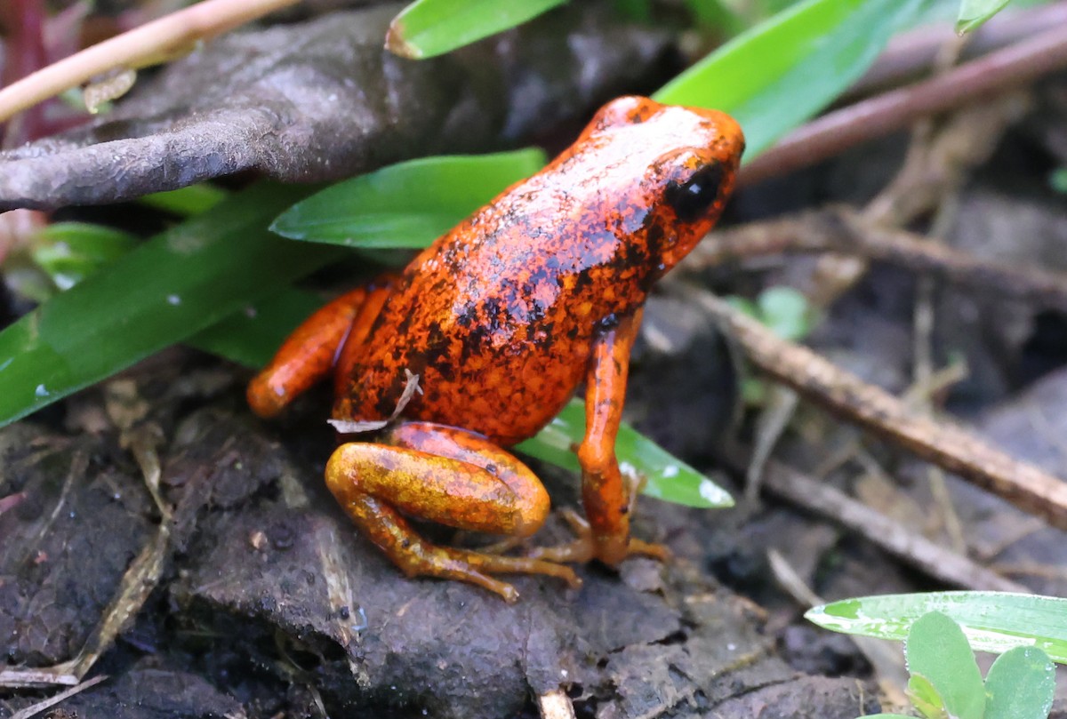 Amphibians - ML649079562