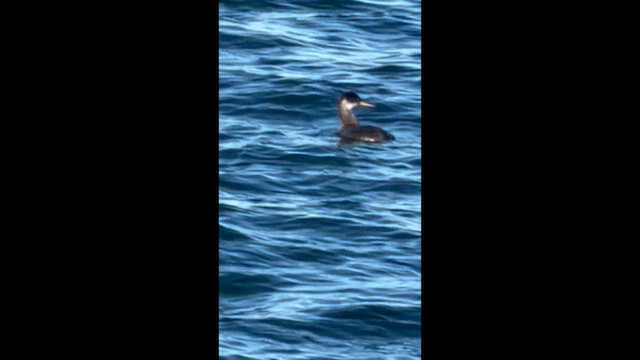 Murgil lepagorria - ML649079762