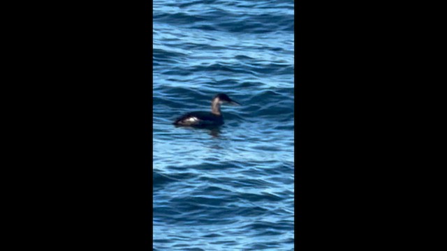 Murgil lepagorria - ML649079766