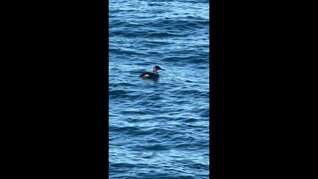 Murgil lepagorria - ML649079767