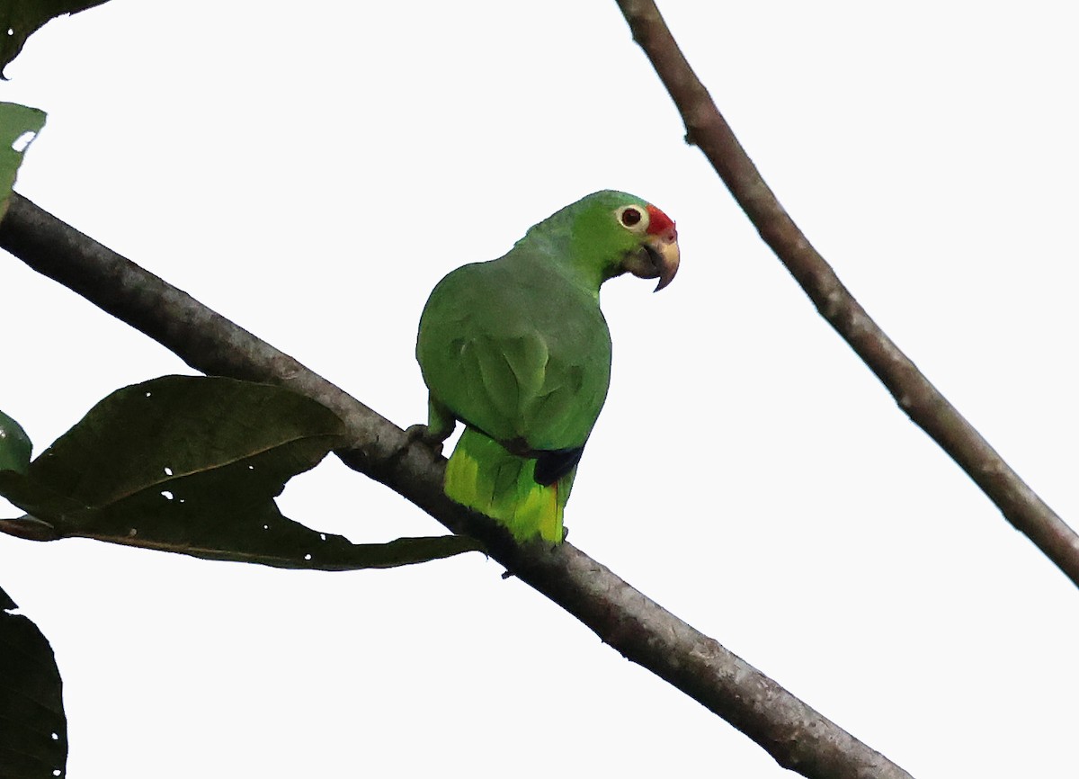 Red-lored Amazon - ML649079975