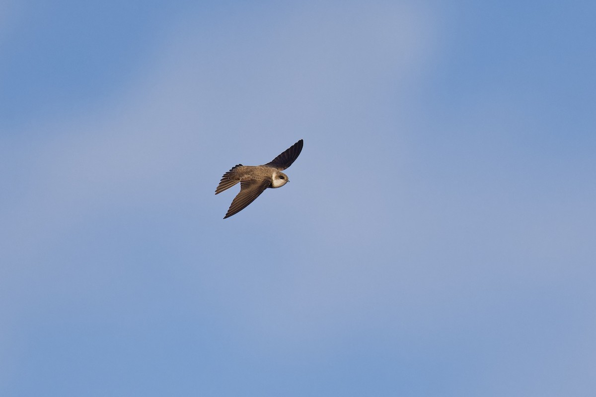 Береговушка - ML649080229