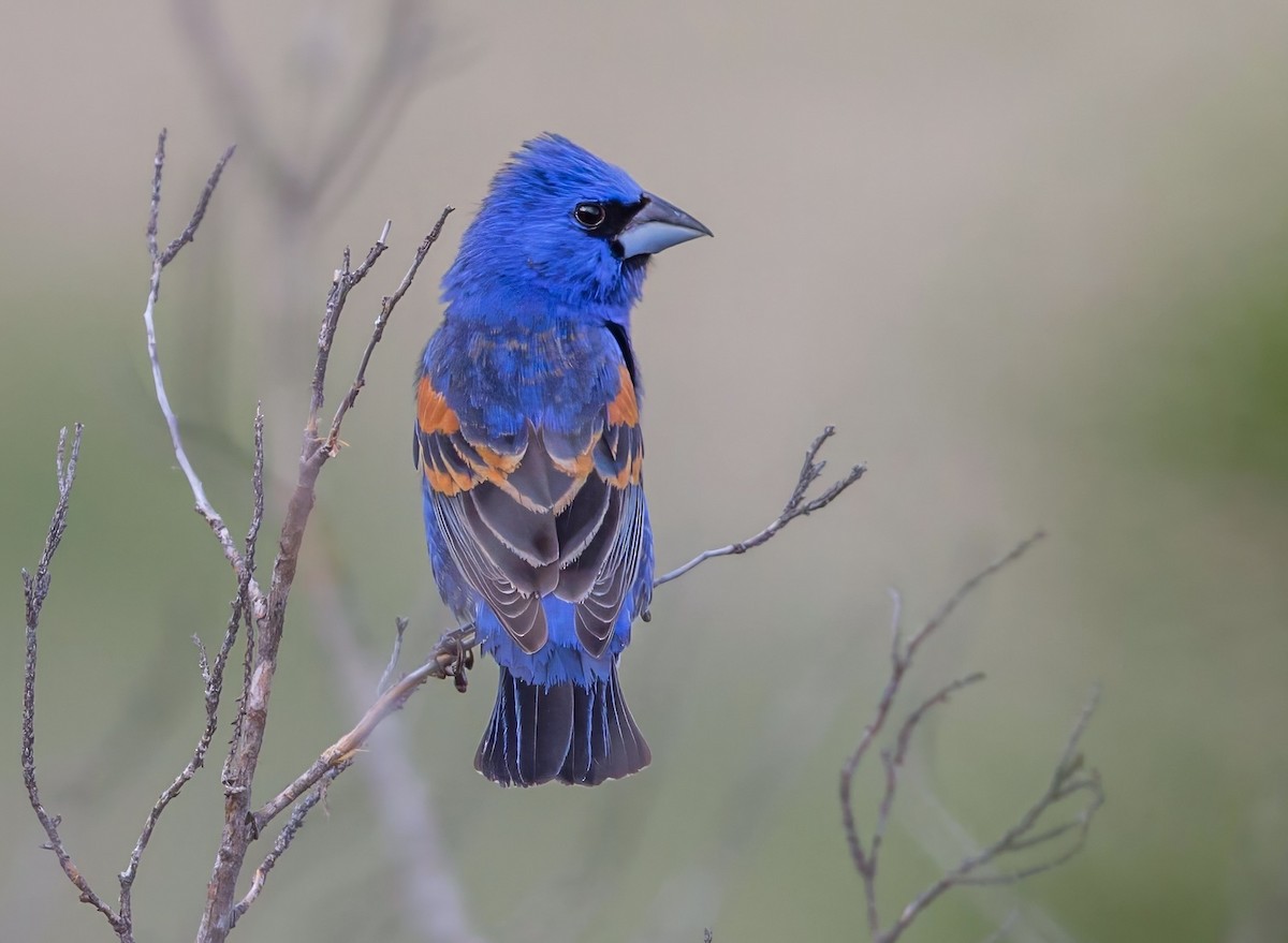 Blue Grosbeak - ML649080436