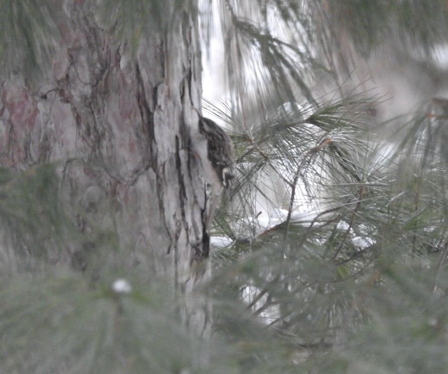 šoupálek americký - ML649080613