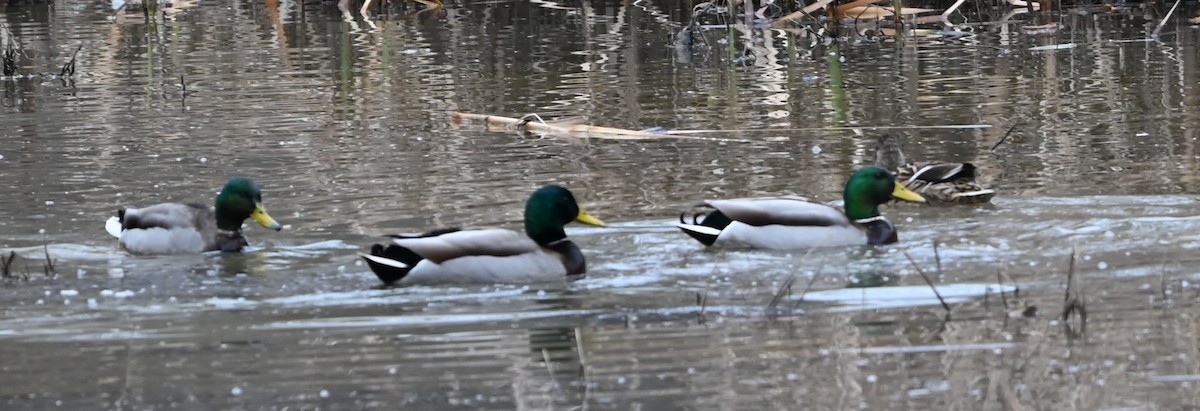 Mallard - ML649080865