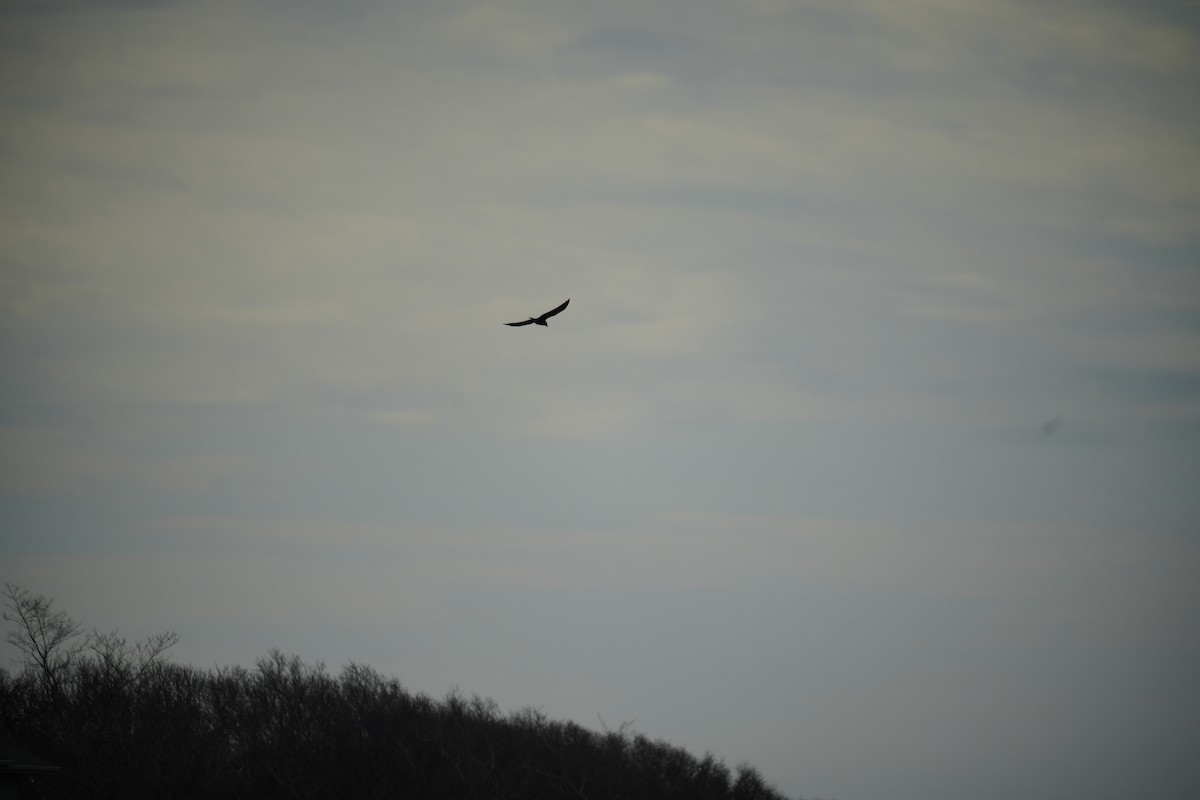 American Crow - ML649080868