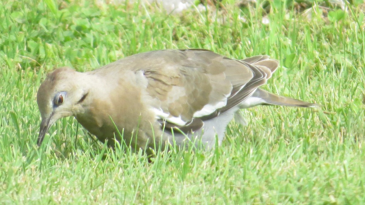 White-winged Dove - ML649080880