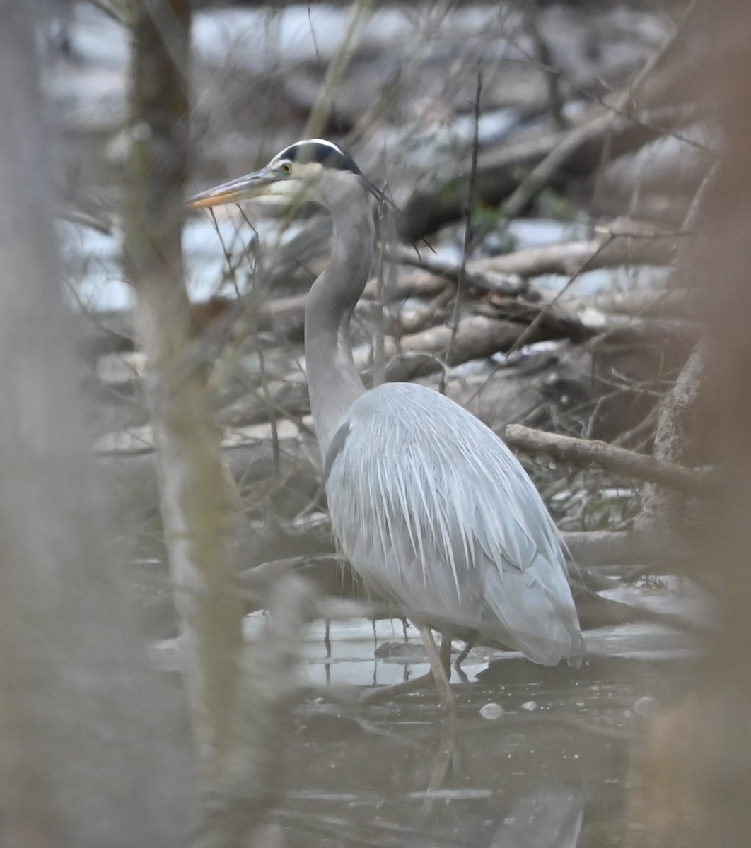 Great Blue Heron - ML649080881