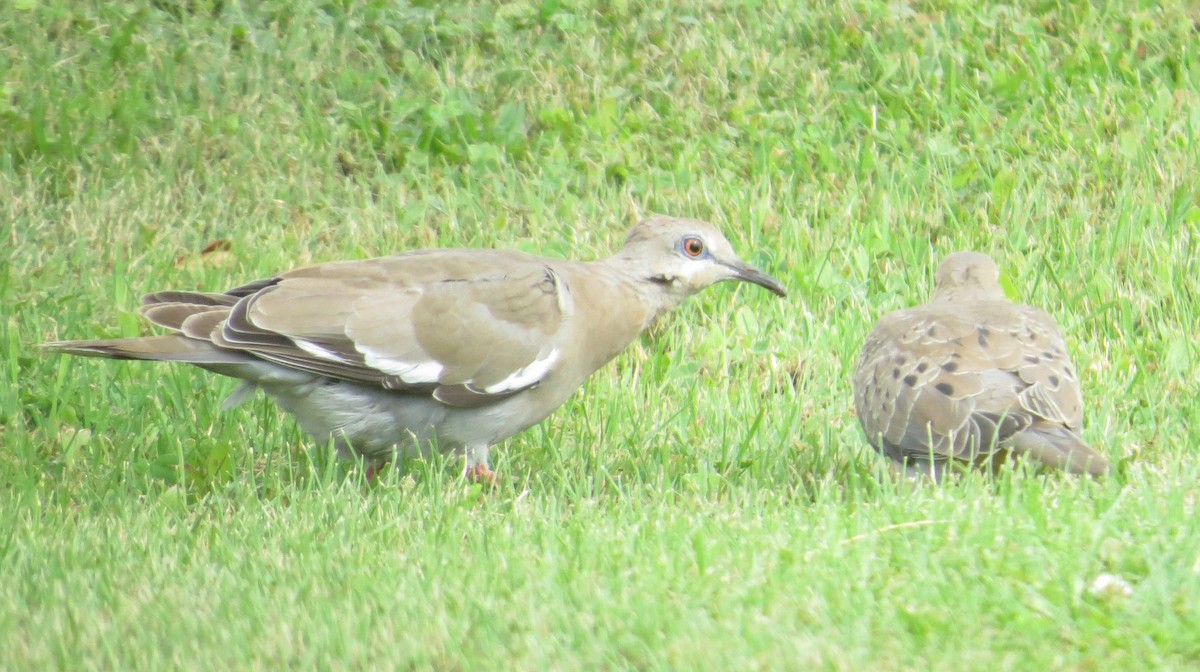 White-winged Dove - ML649080895