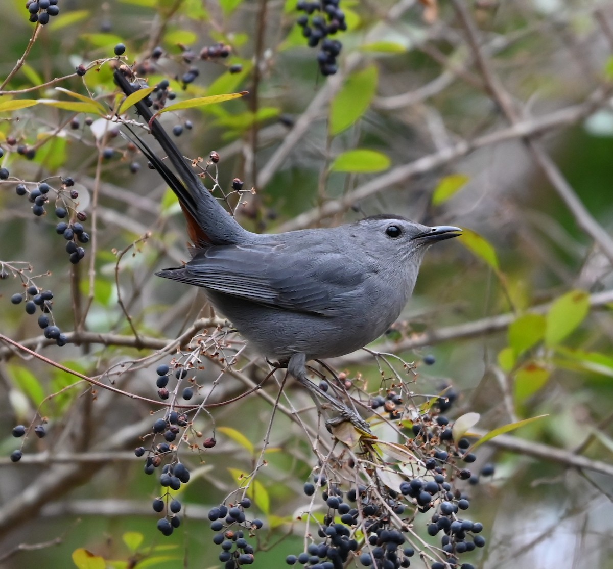 Gray Catbird - ML649080904