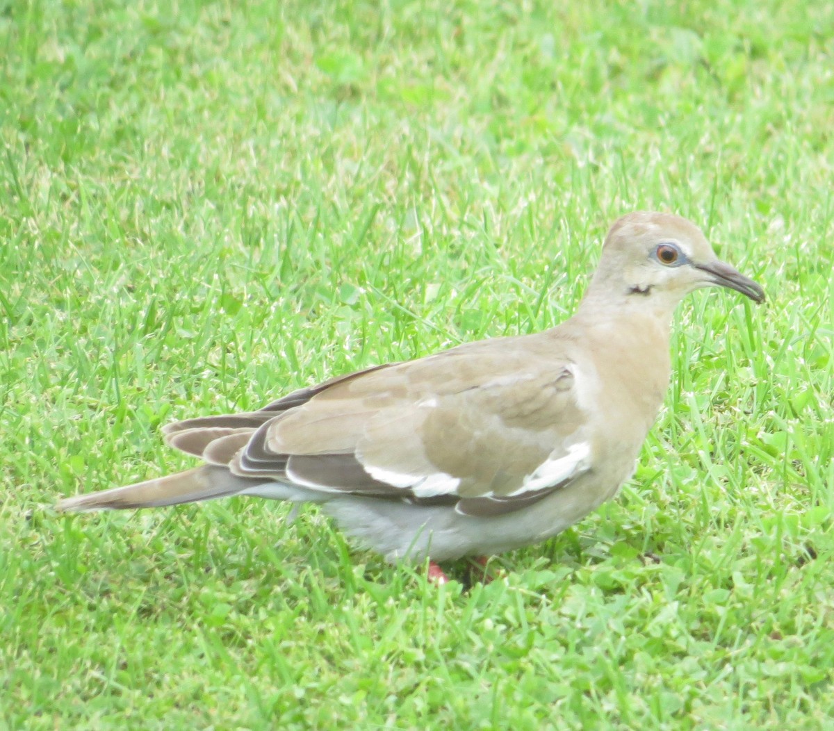 White-winged Dove - ML649080911