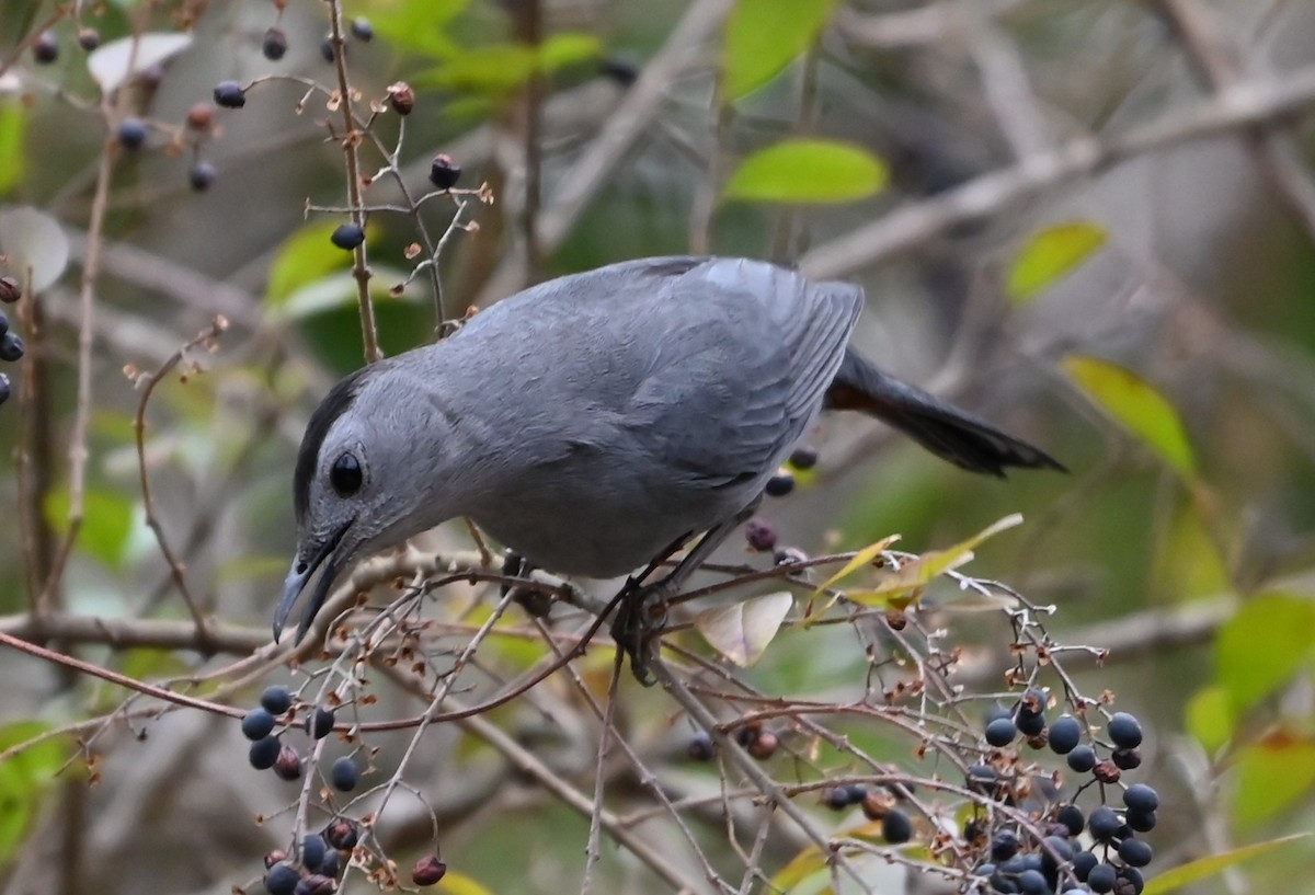 Gray Catbird - ML649080927