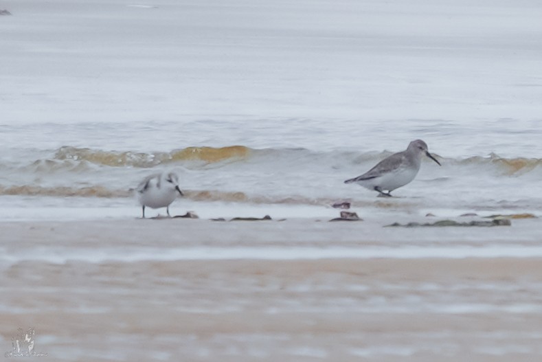 三趾濱鷸 - ML649080930