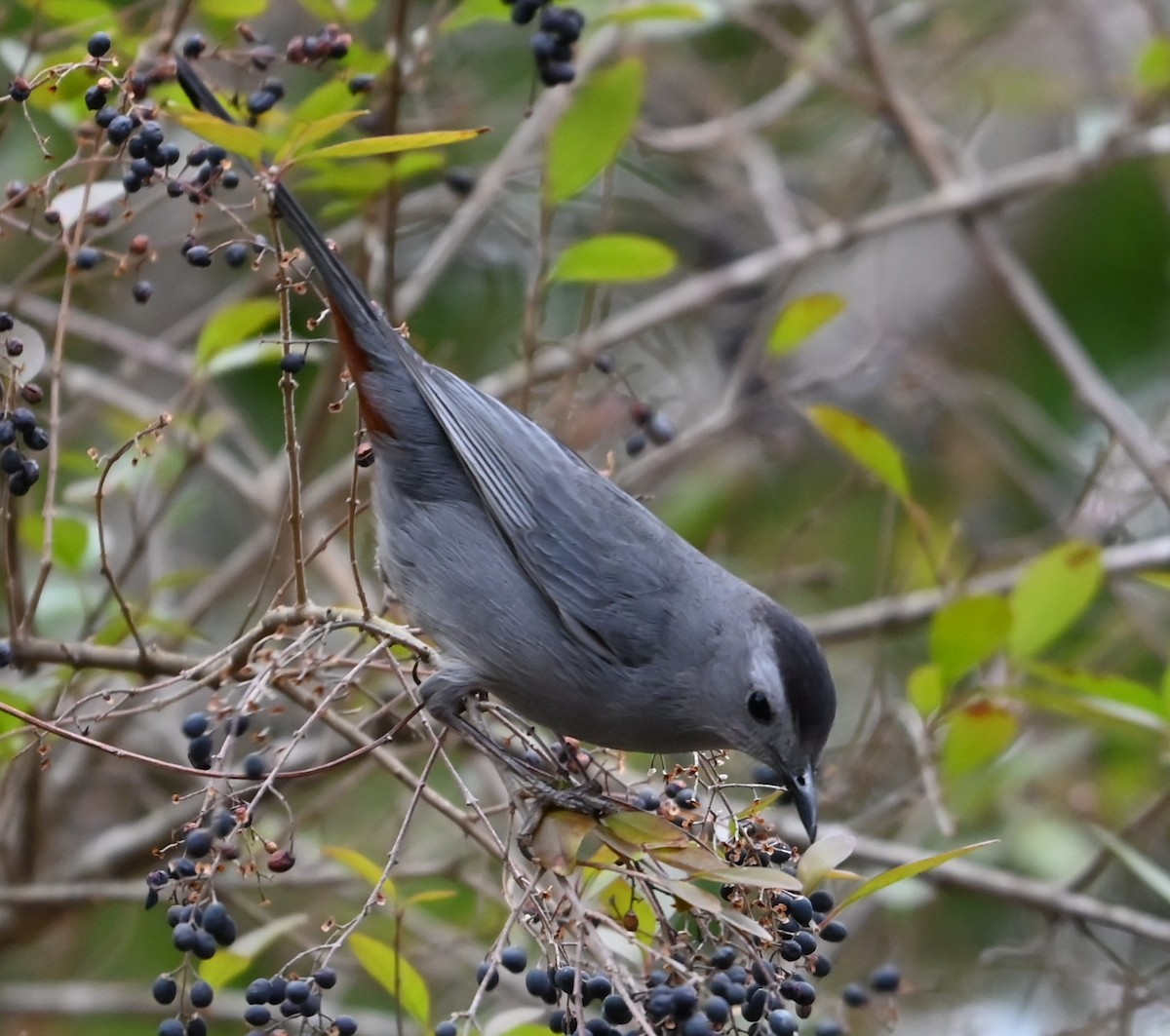 Gray Catbird - ML649080958