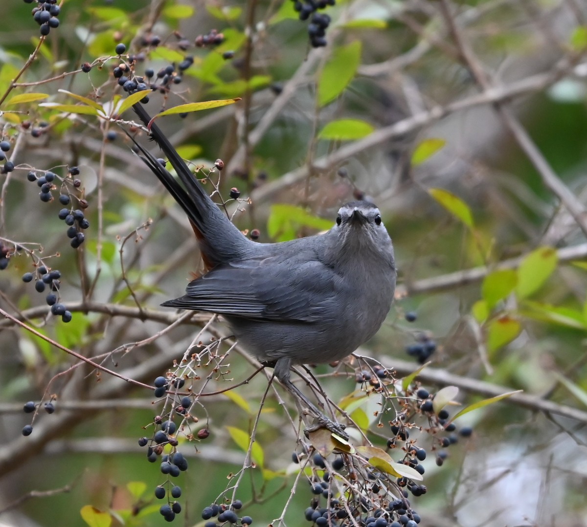 Gray Catbird - ML649080967