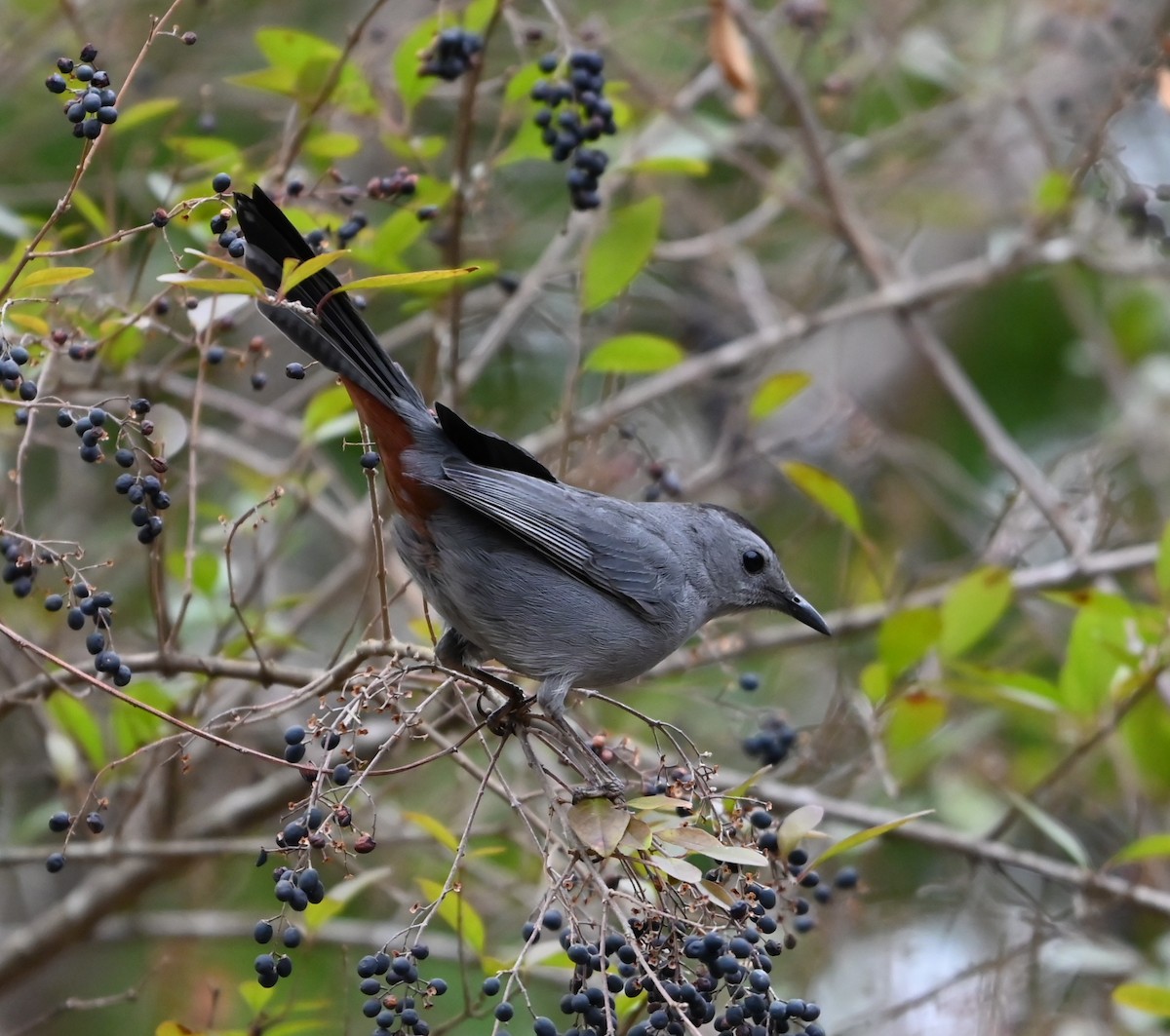 Gray Catbird - ML649080987