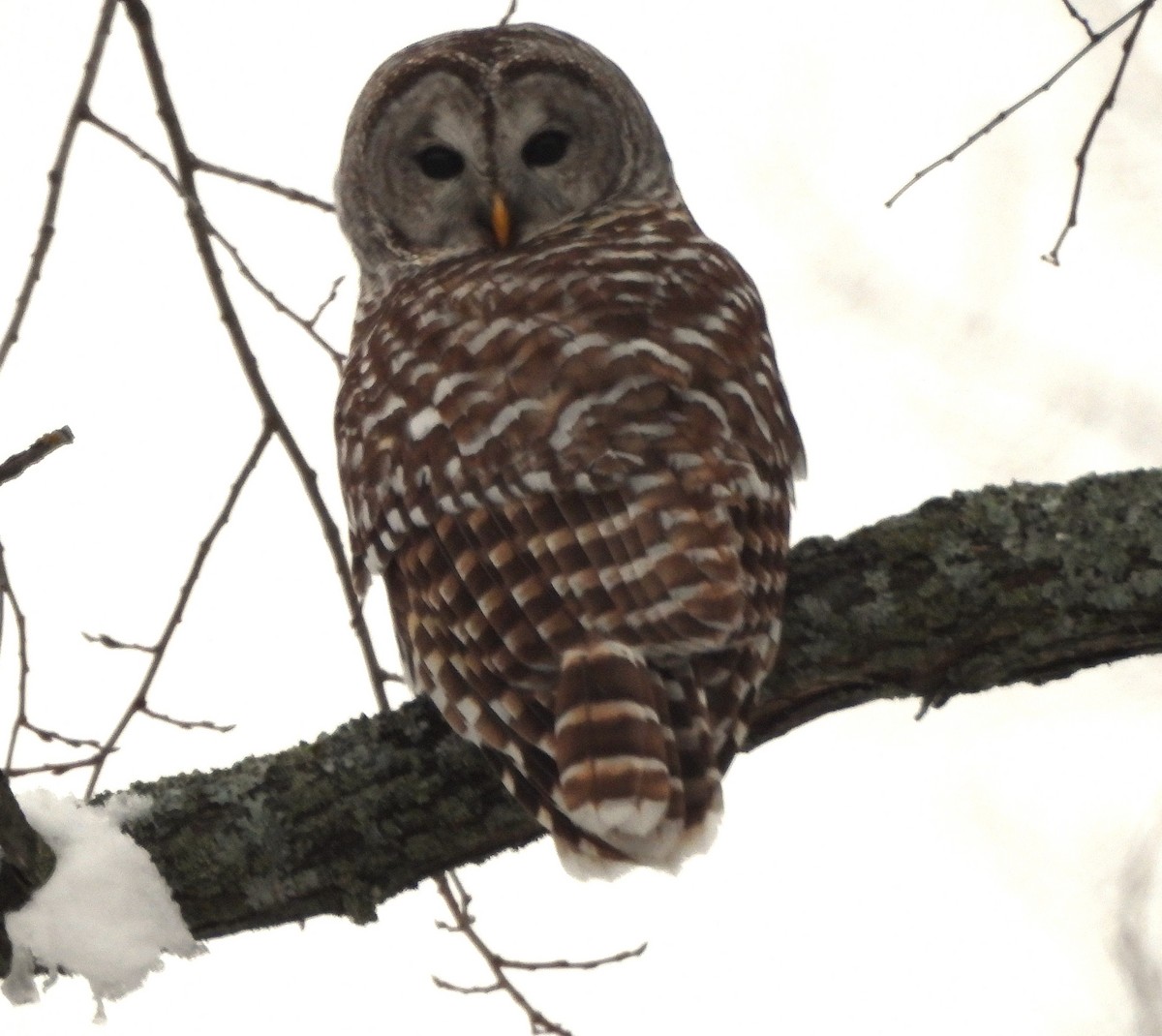 eBird Checklist - 17 Jan 2026 - Douro--Division Rd at 5th Ln - 1 species