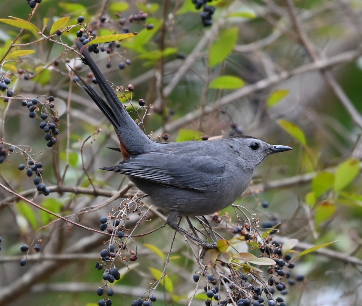 Gray Catbird - ML649080999