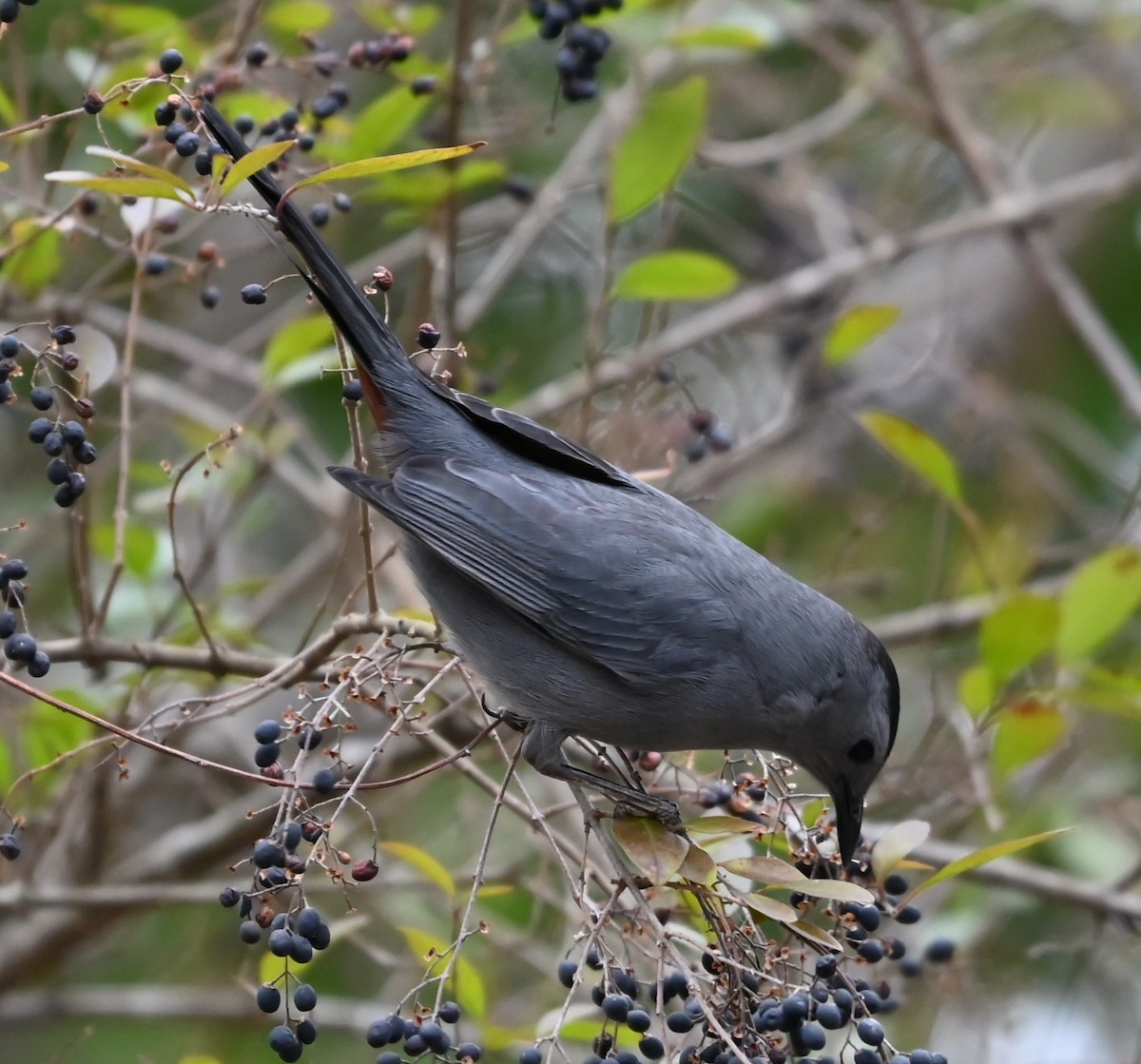 Gray Catbird - ML649081014
